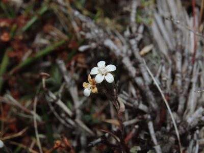 Nassauvia darwinii, photographed by Nicolás Lavandero
