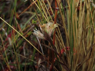 Nassauvia darwinii, photographed by Nicolás Lavandero
