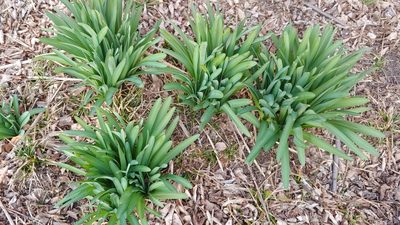 Lycoris squamigera, photographed by Ryan Sorrells