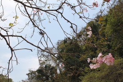 Tabebuia rosea, photographed by Viacheslav Shalisko