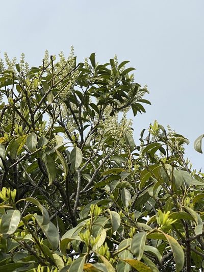 Itea chinensis, photographed by Yj