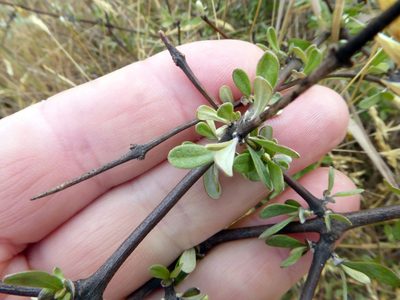 Olearia adenocarpa, photographed by Peter de Lange