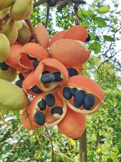 Sterculia cordata, photographed by Cheongweei Gan