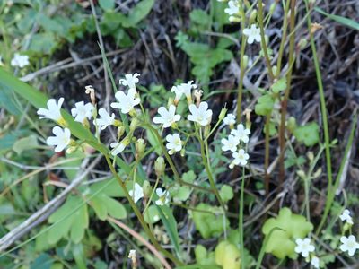 Romanzoffia californica, photographed by joergmlpts