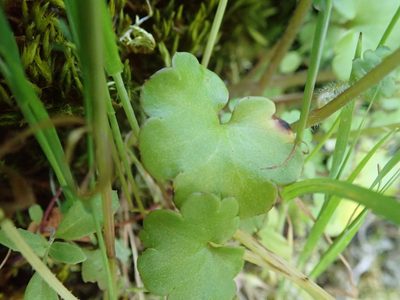 Romanzoffia californica, photographed by joergmlpts