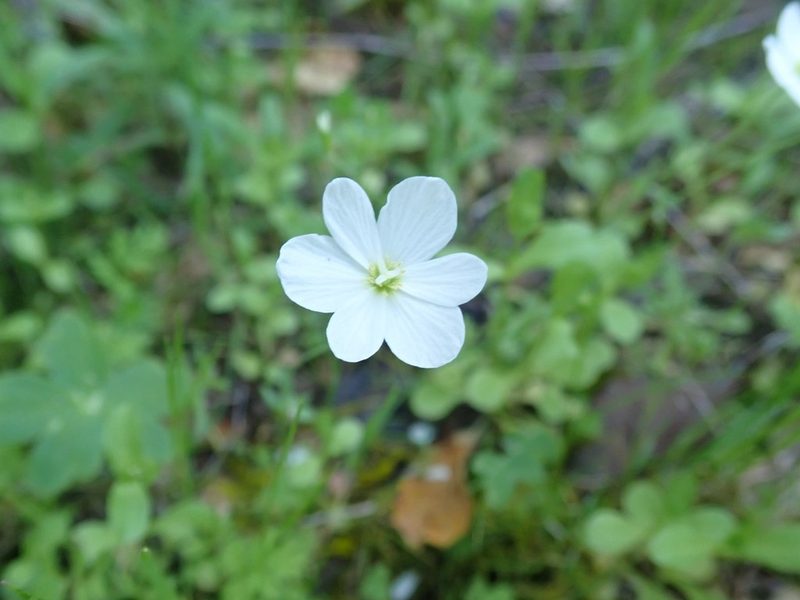 Meconella californica, photographed by joergmlpts