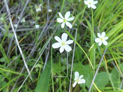 Meconella californica, photographed by joergmlpts