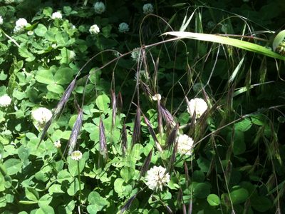 Bromus commutatus, photographed by botanygirl
