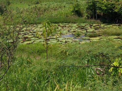 Victoria amazonica, photographed by Martin Kalfatovic