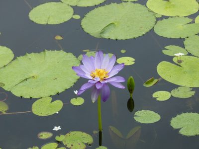 Nymphaea gigantea, photographed by botanygirl