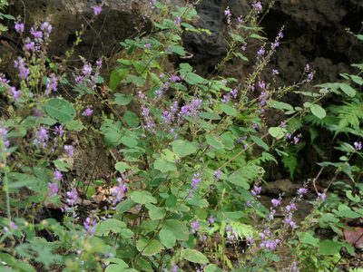 Uraria rufescens, photographed by Dinesh Valke