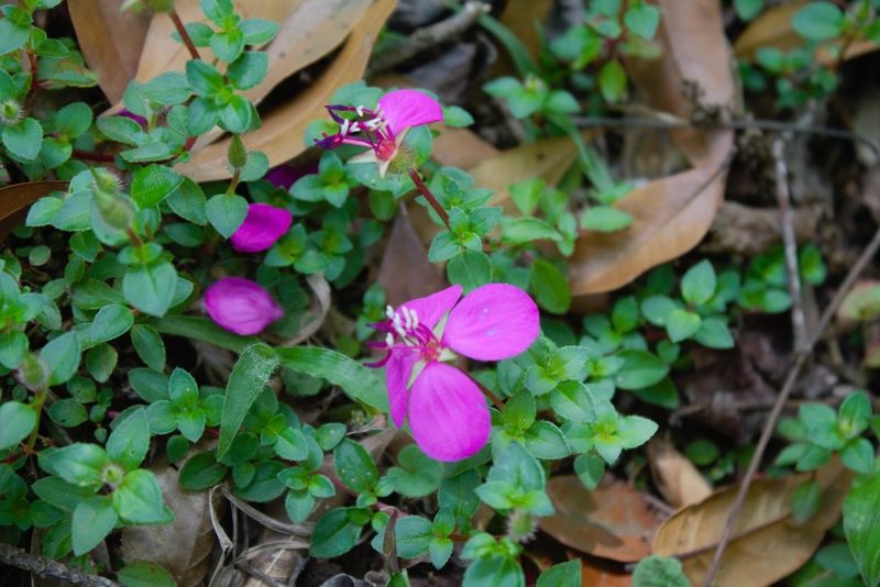 Heterocentron elegans, photographed by Obed Palagot Echavarria