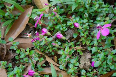 Heterocentron elegans, photographed by Obed Palagot Echavarria