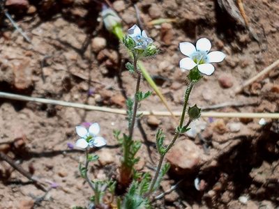 Gilia angelensis, photographed by Daniel S.