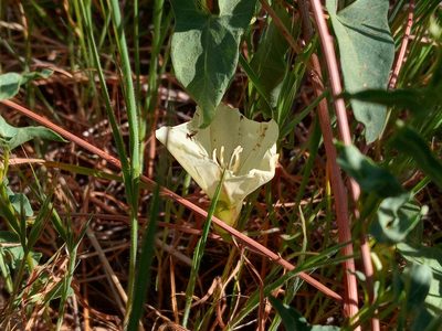 Calystegia peirsonii, photographed by Daniel S.