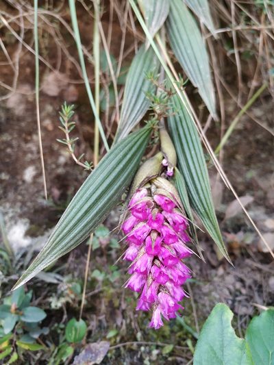 Elleanthus maculatus, photographed by Andrés Ramírez-Barrera