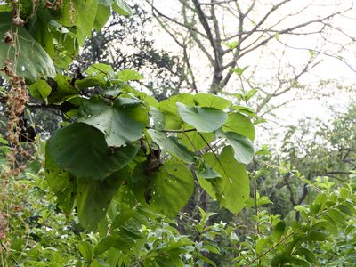 Adina cordifolia, photographed by Dinesh Valke