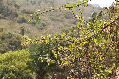 Pisonia capitata, photographed by Viacheslav Shalisko