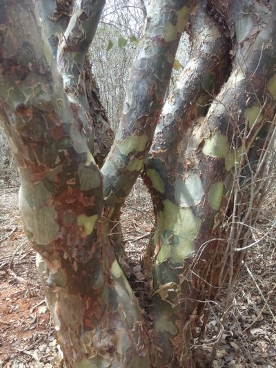 Commiphora leptophloeos, photographed by B. Phalan