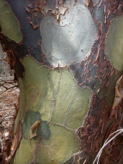 Commiphora leptophloeos, photographed by B. Phalan