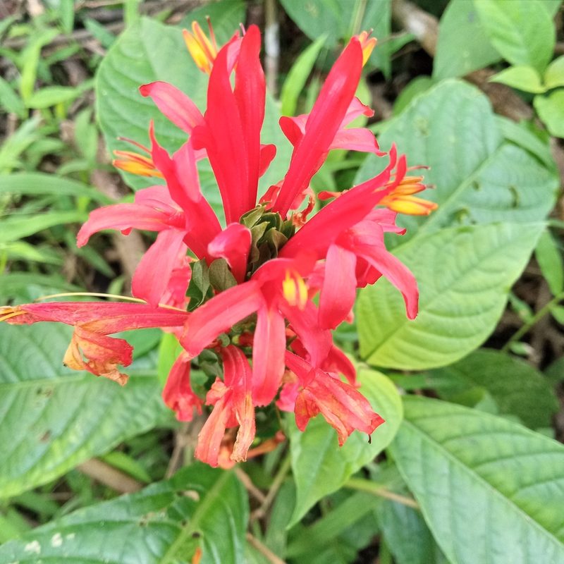 Pachystachys coccinea, photographed by Beah Vega