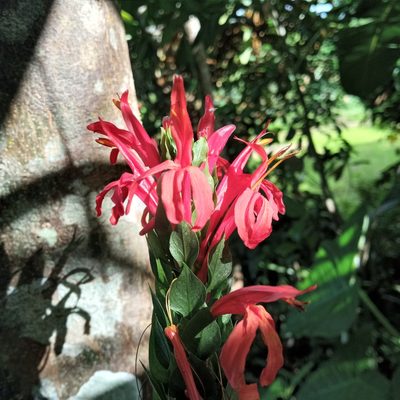 Pachystachys coccinea, photographed by Beah Vega