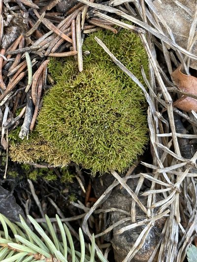 Tortella fragilis, photographed by becca333