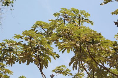 Cecropia obtusifolia, photographed by Viacheslav Shalisko