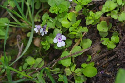 Clinopodium brownei, photographed by Michelle W. （鍾偉瑋）