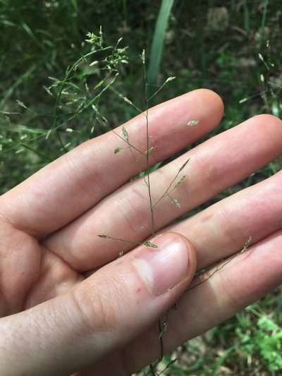 Eragrostis leptostachya, photographed by Thomas Mesaglio