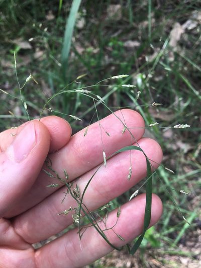 Eragrostis leptostachya, photographed by Thomas Mesaglio
