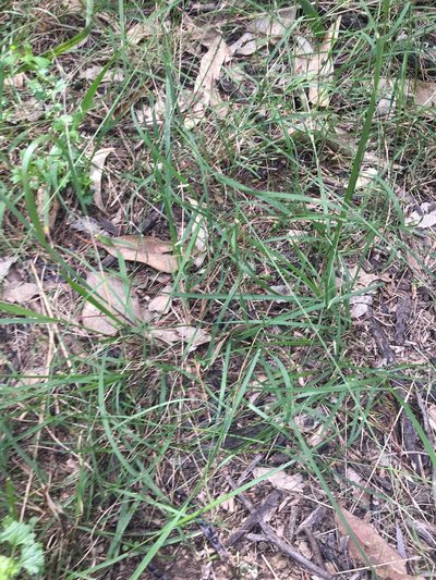 Eragrostis leptostachya, photographed by Thomas Mesaglio