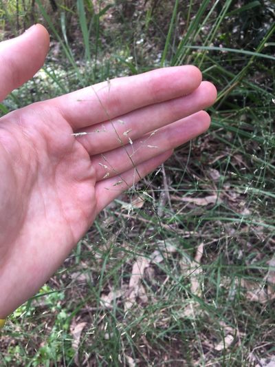 Eragrostis leptostachya, photographed by Thomas Mesaglio