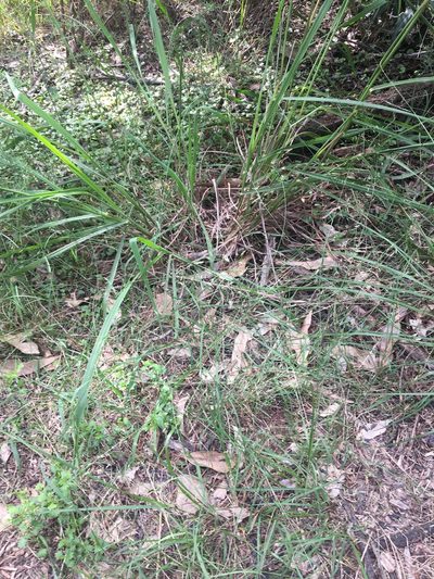Eragrostis leptostachya, photographed by Thomas Mesaglio