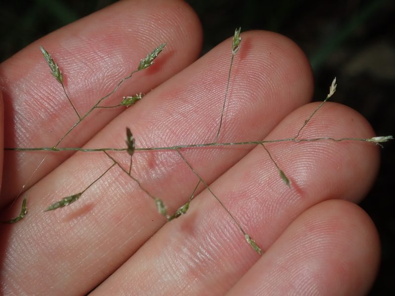 Eragrostis leptostachya, photographed by Thomas Mesaglio