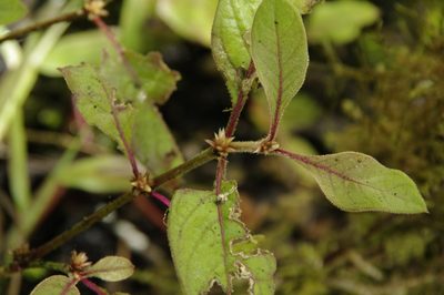Alternanthera halimifolia, photographed by Eric Knight