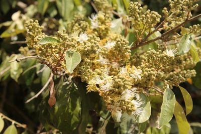 Couepia polyandra, photographed by Viacheslav Shalisko