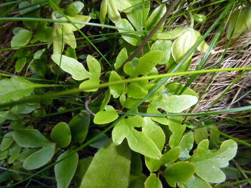 Clematis petriei, photographed by Peter de Lange