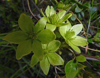 Clematis petriei, photographed by Peter de Lange