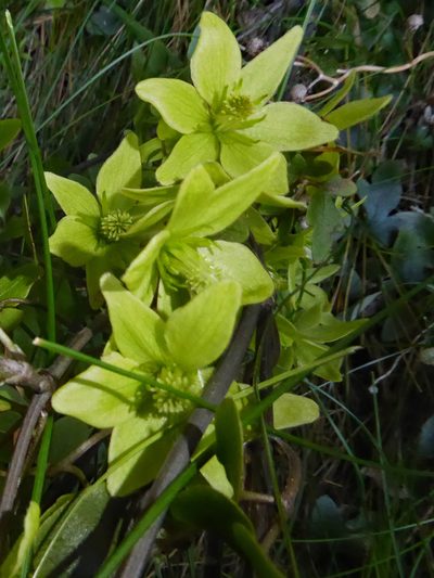 Clematis petriei, photographed by Peter de Lange