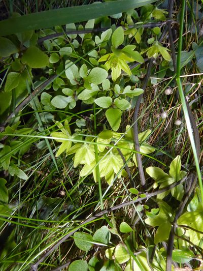 Clematis petriei, photographed by Peter de Lange