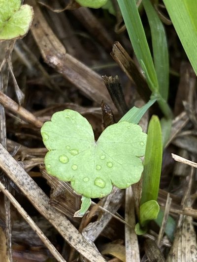 Hydrocotyle elegans, photographed by Greg Tasney