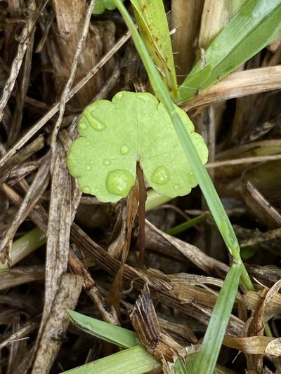 Hydrocotyle elegans, photographed by Greg Tasney