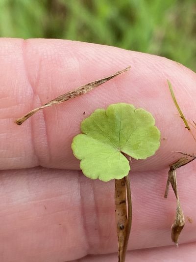 Hydrocotyle elegans, photographed by Greg Tasney