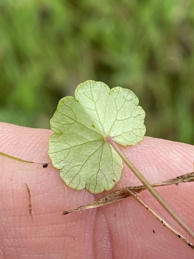Hydrocotyle elegans, photographed by Greg Tasney