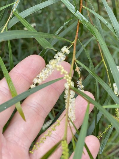 Acacia longissima, photographed by Greg Tasney