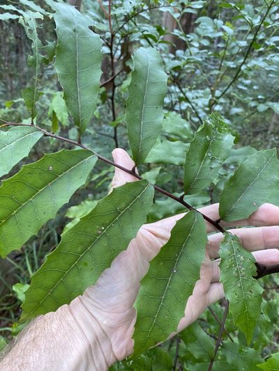 Cupaniopsis serrata, photographed by Greg Tasney