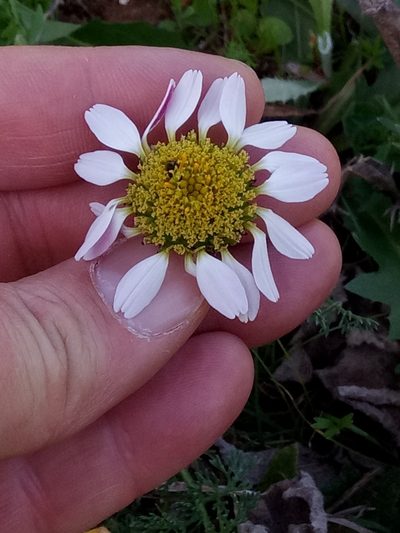 Anacyclus pyrethrum, photographed by Karim Haddad