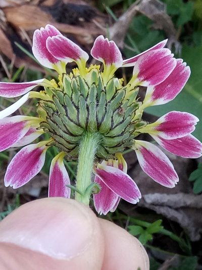 Anacyclus pyrethrum, photographed by Karim Haddad