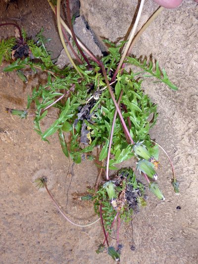 Taraxacum lambinonii, photographed by Peter de Lange